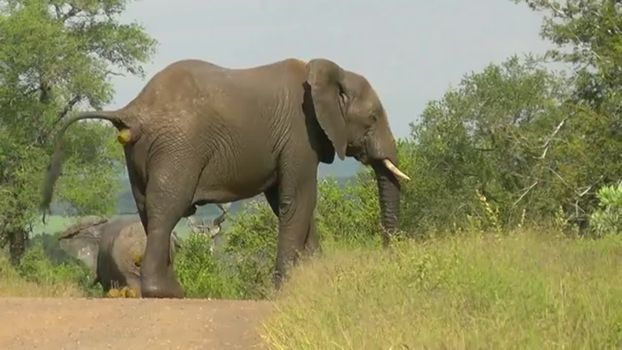 SOUTH AFRICA elephant's relief (pipi and caca), Kruger nat. park (hd-video)