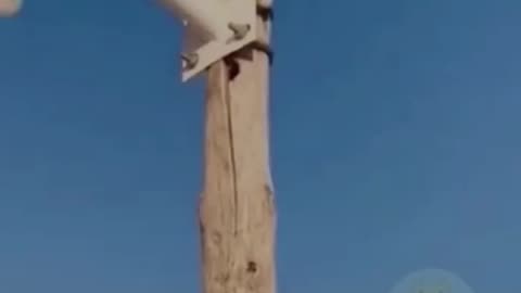 Funny cats playing..