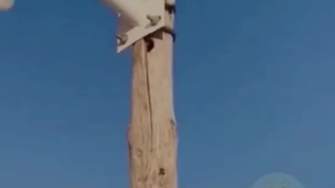Funny cats playing..