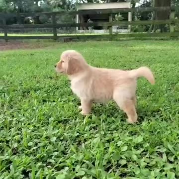 Cute dog playing with ball
