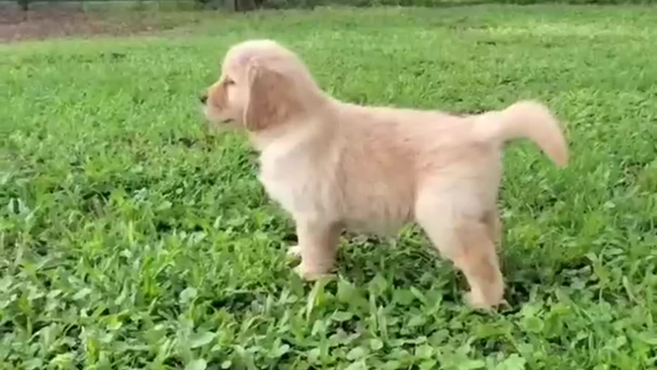 Cute dog playing with ball