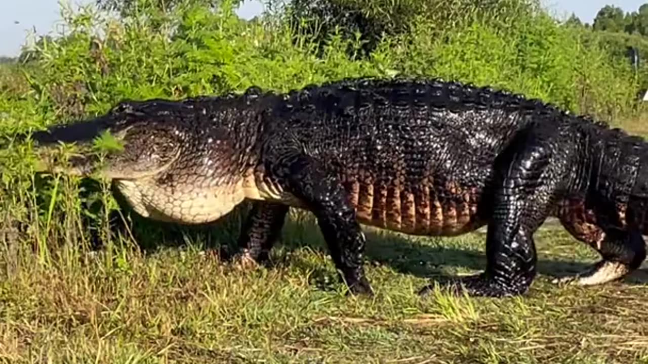 OH DO HAVA WORD!?! 🐊👀😳 Reloaded from Shamsuddin189