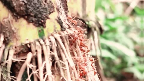 Weaver ants attack the termite base