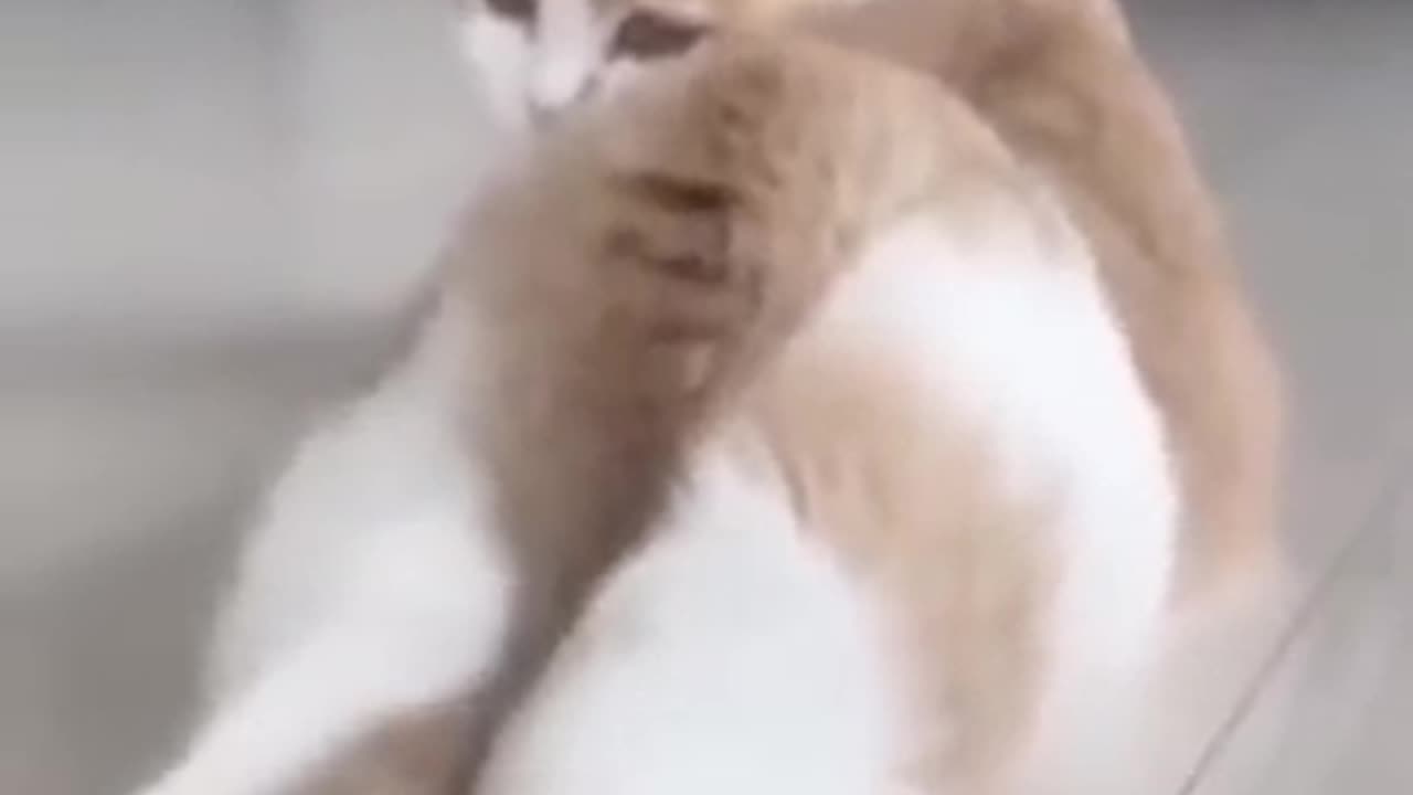 Funny cat, Dancing cat