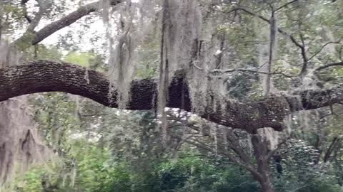 Charles Towne Landing State Historic Site (Charleston County, South Carolina) 3