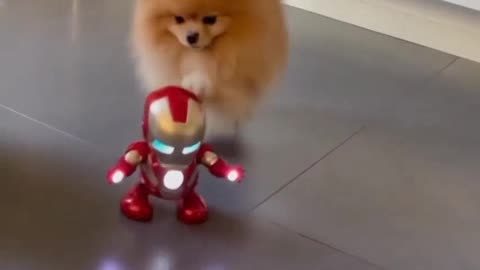 New dog videos funny dog video #dog 🐶 #funny dog