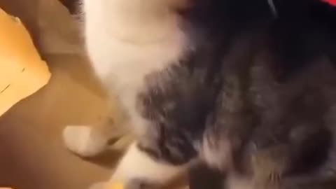 Best comedy cat dogs comedy