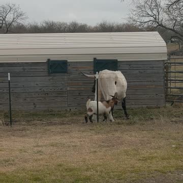 Fudge the goat pestering Ranger