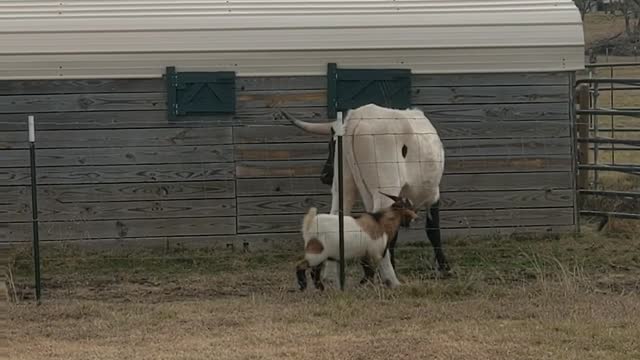 Fudge the goat pestering Ranger