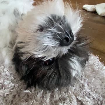 Marble feeling a bit better after her spay