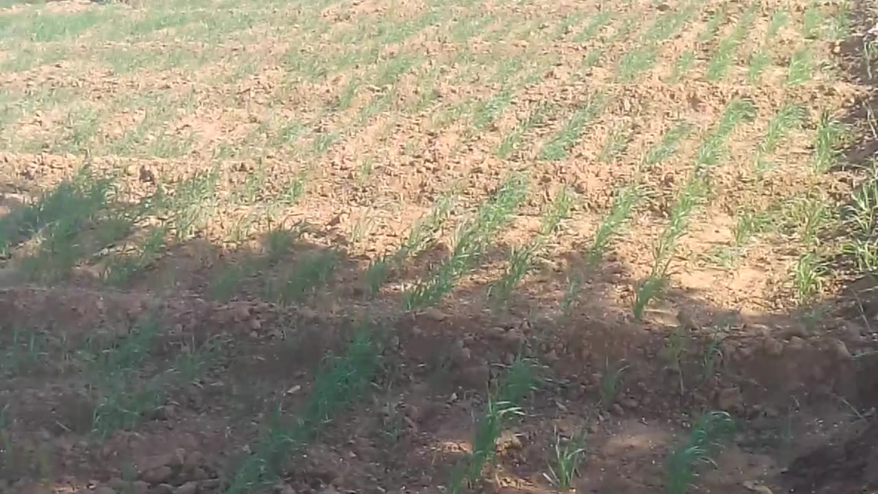 Best farming Kursi