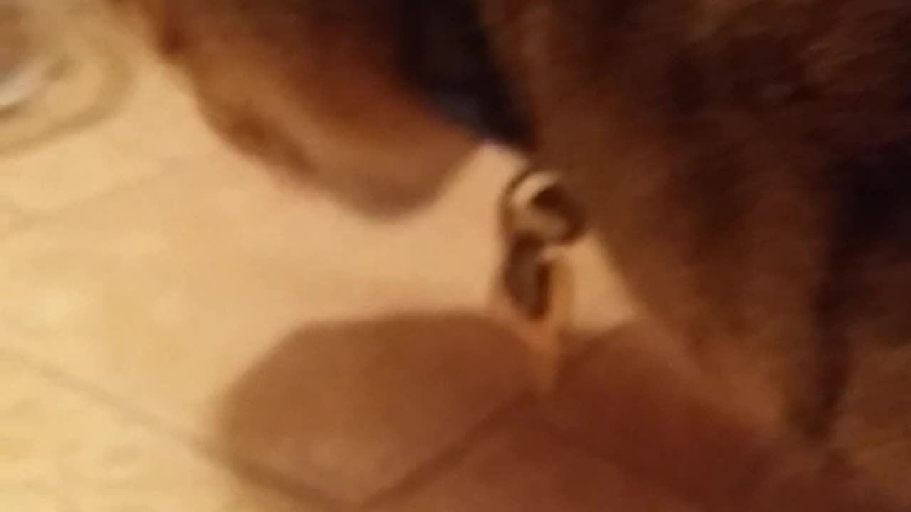 THE MARINE CAT'S SONG ALBUM. PT.2