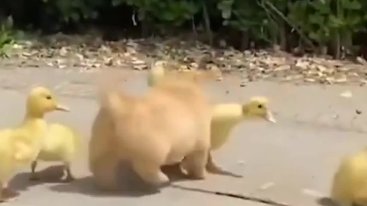 The cute puppy thinks he is a duckling