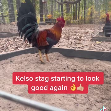 Pure Cecil Davis Kelso stag