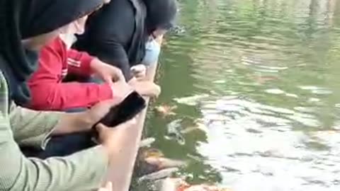 Koi fish
