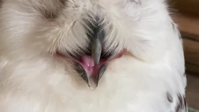 Cute Owl LOVES Massages! #Owls #Cute #Shorts