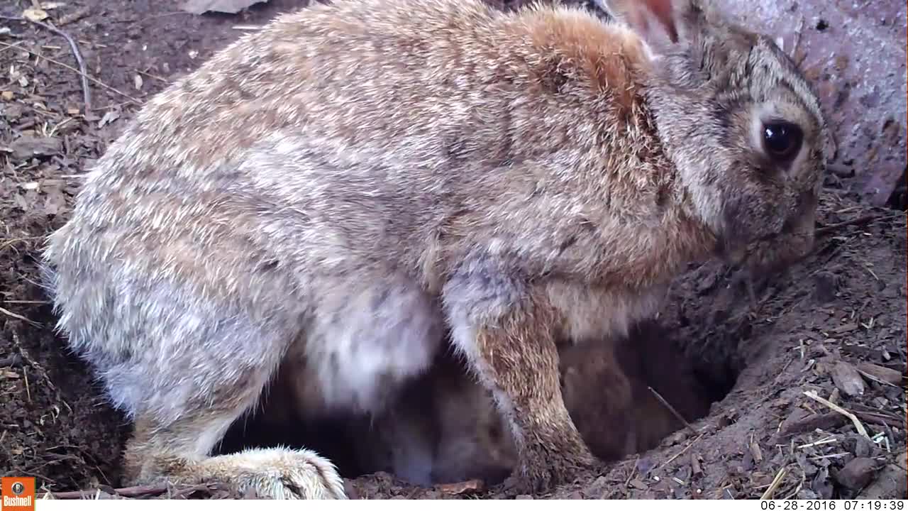 Baby rabbits and their mom -Bushnell Nature View