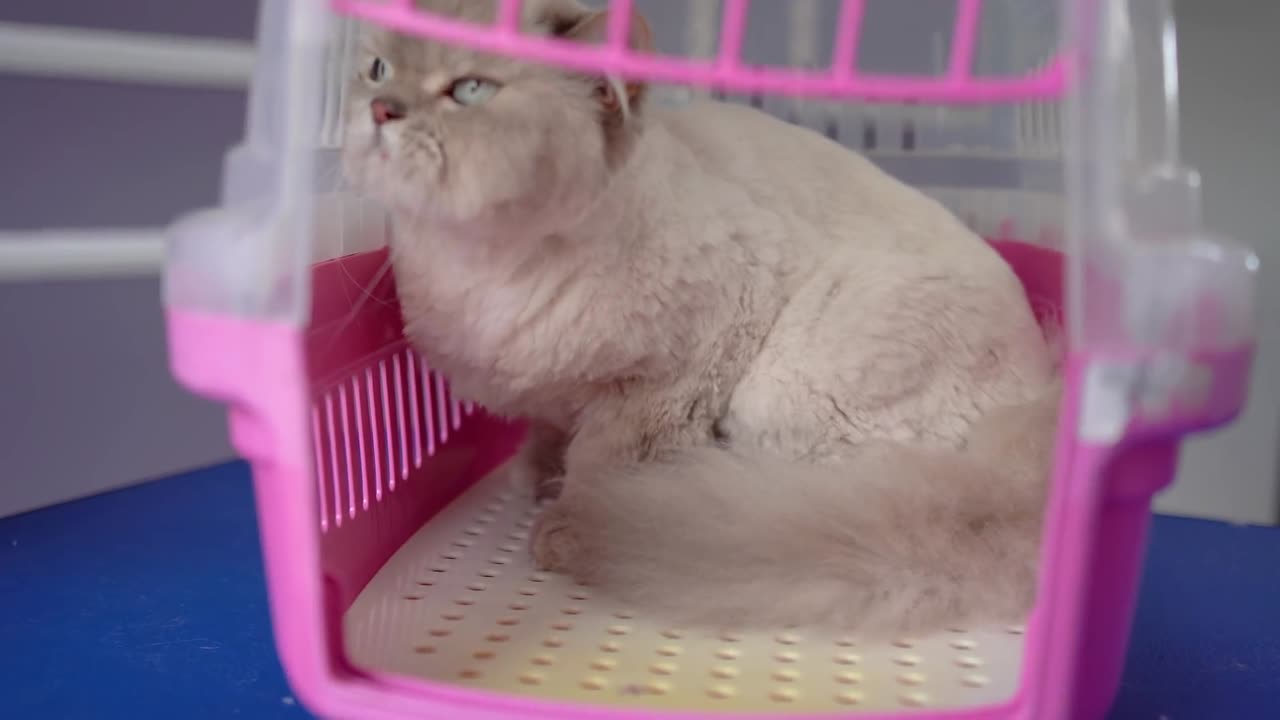 LOVELY CAT WITH ORANGE EYES- Bathing & Grooming