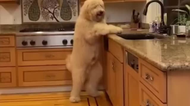 Funny Animal Videos 2023