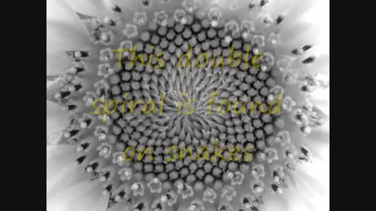 Cern - Fibonaicci Fractals - Cern?