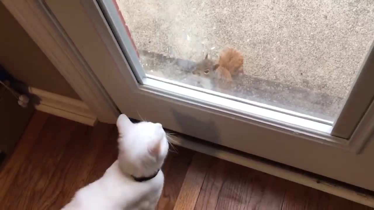 Cute and Funny Cat Videos to Keep You Smiling! 🐱