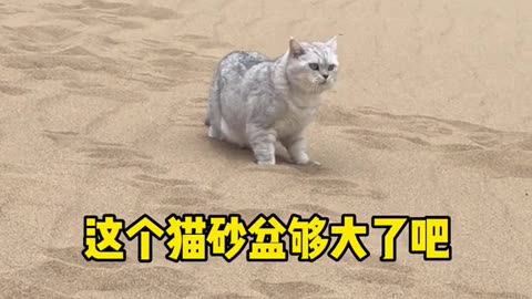 , the cat sand basin enough o + # of a dragonv