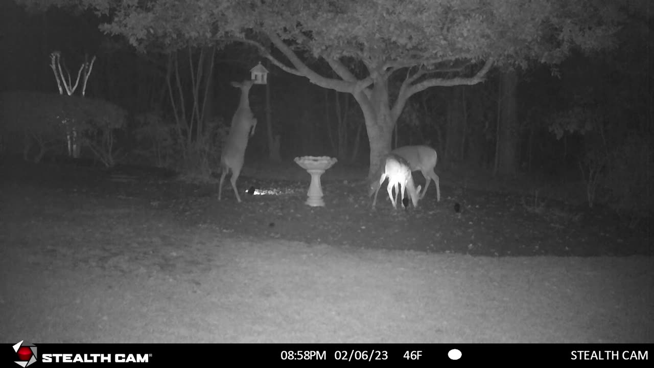 Deer eating from the bird feeder