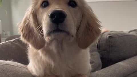 Cute Dog Happiness viedo