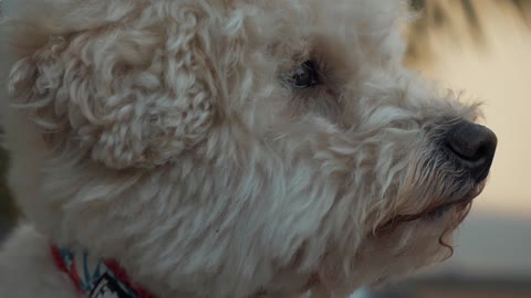 coverr close up of bichon frise dog 1080p