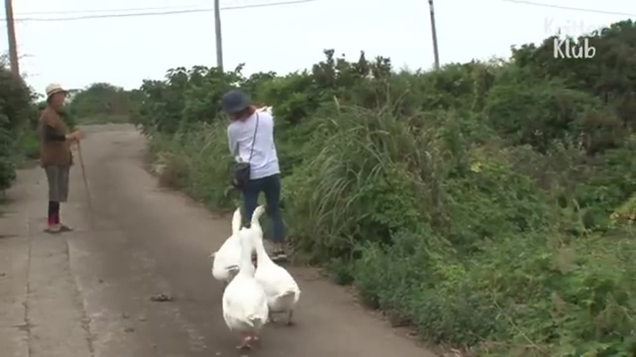 The Four Loyal Geese On Guard For A Grandmother | Kritter Klub