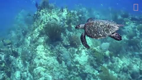 Sea Turtles 101 | Nat Geo Wild