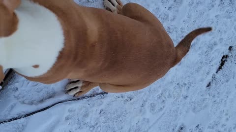 Puppies playing in the snow