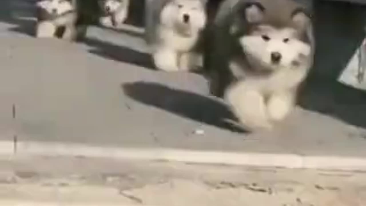 Adorable puppies