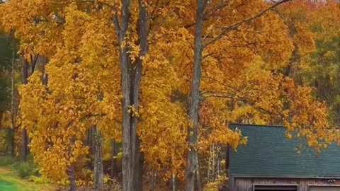 Dogs, horses and Autumn are good for the soul