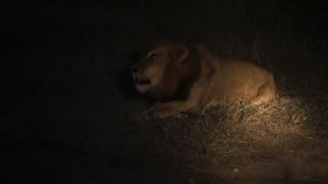 Male lion roaring in the Greater Kruger.