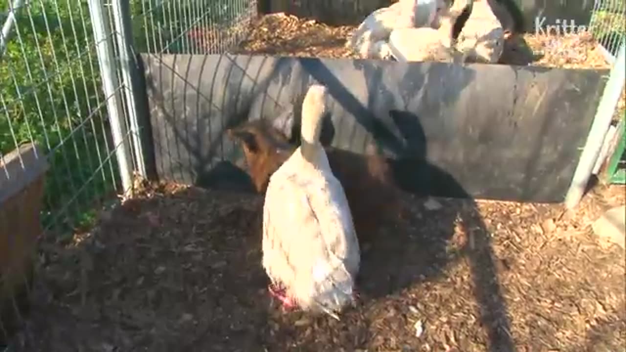 Geese Protect Pig From Being Bullied By Other Pigs | Kritter Klub