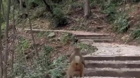 Monkey adapted to walk like humans after losing his front limbs