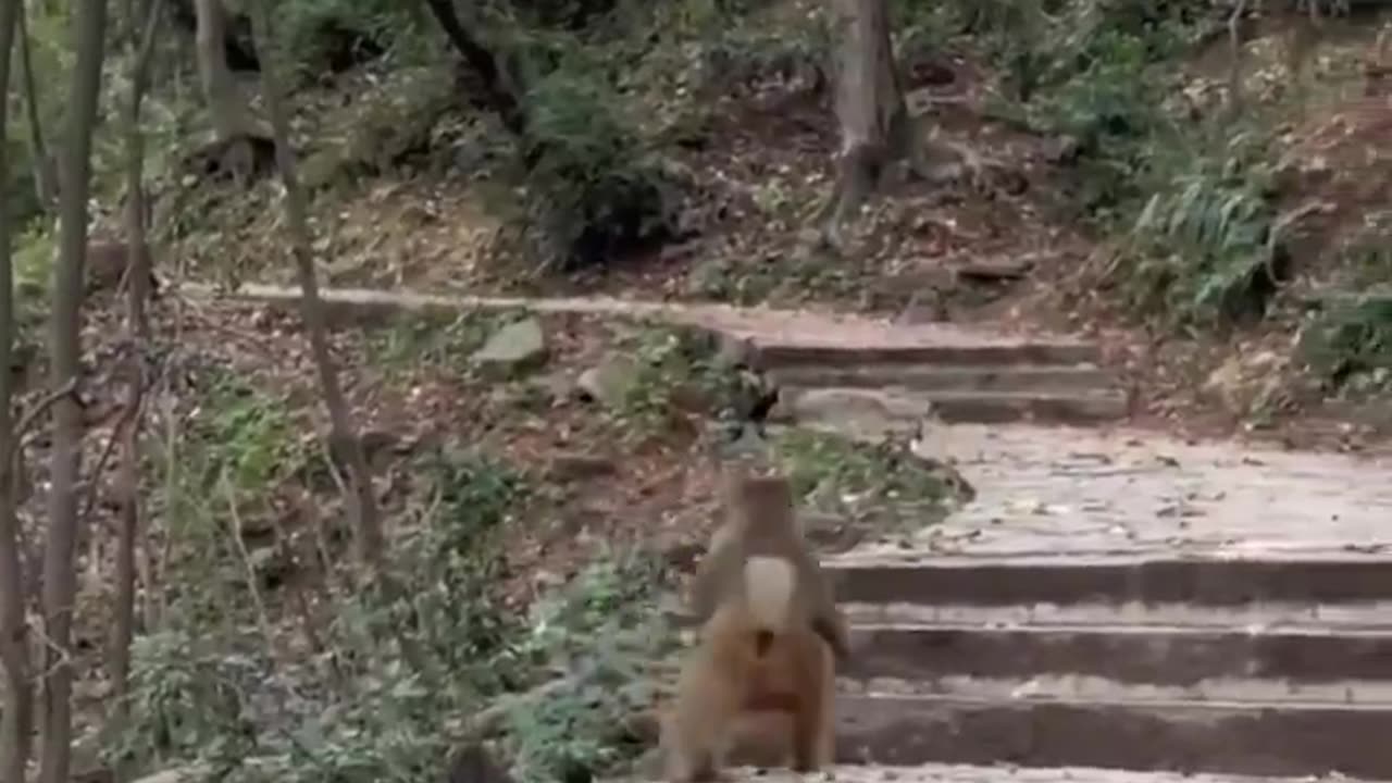 Monkey adapted to walk like humans after losing his front limbs