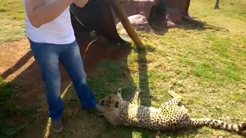 Close encounters of the CHEETAH kind. LION cubs too!