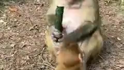 Baby cute little monkey🐒 playing with his mom and tried to grab her food