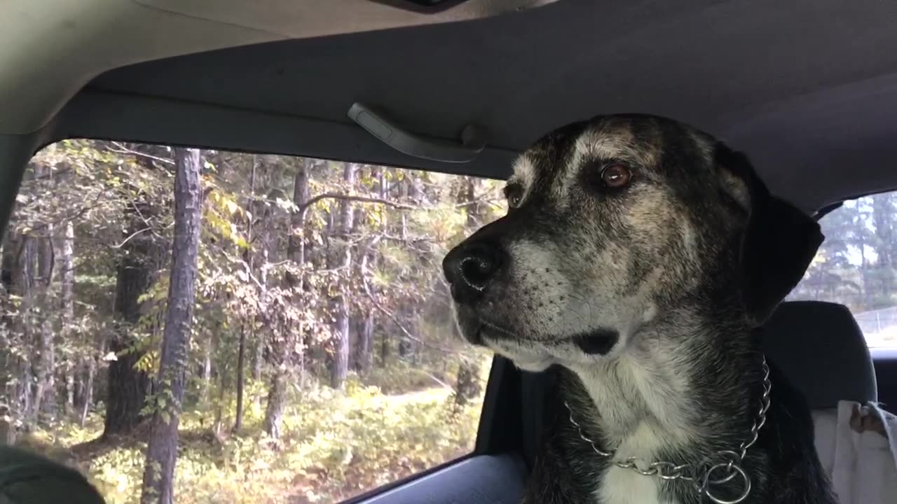 Trapper Driving Gramps