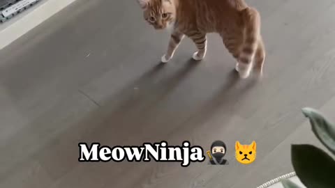 Ninjameow