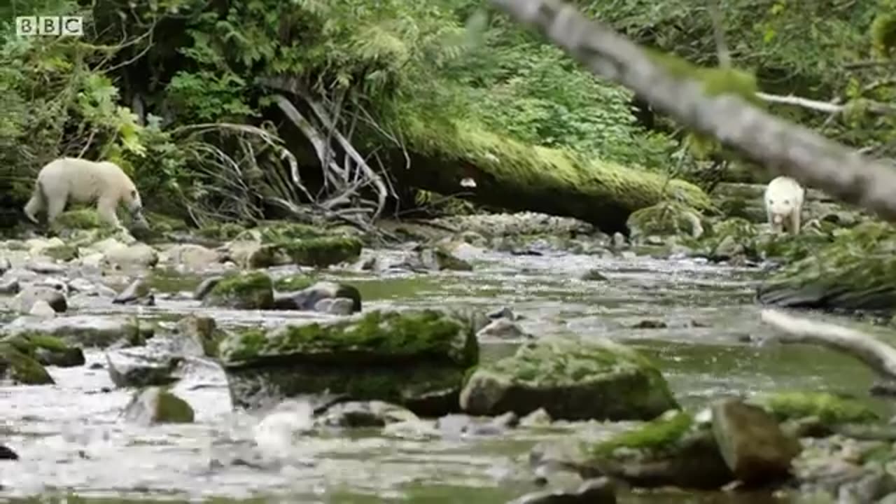 Mother Bear Teaches Cubs to Fish | BBC Earth