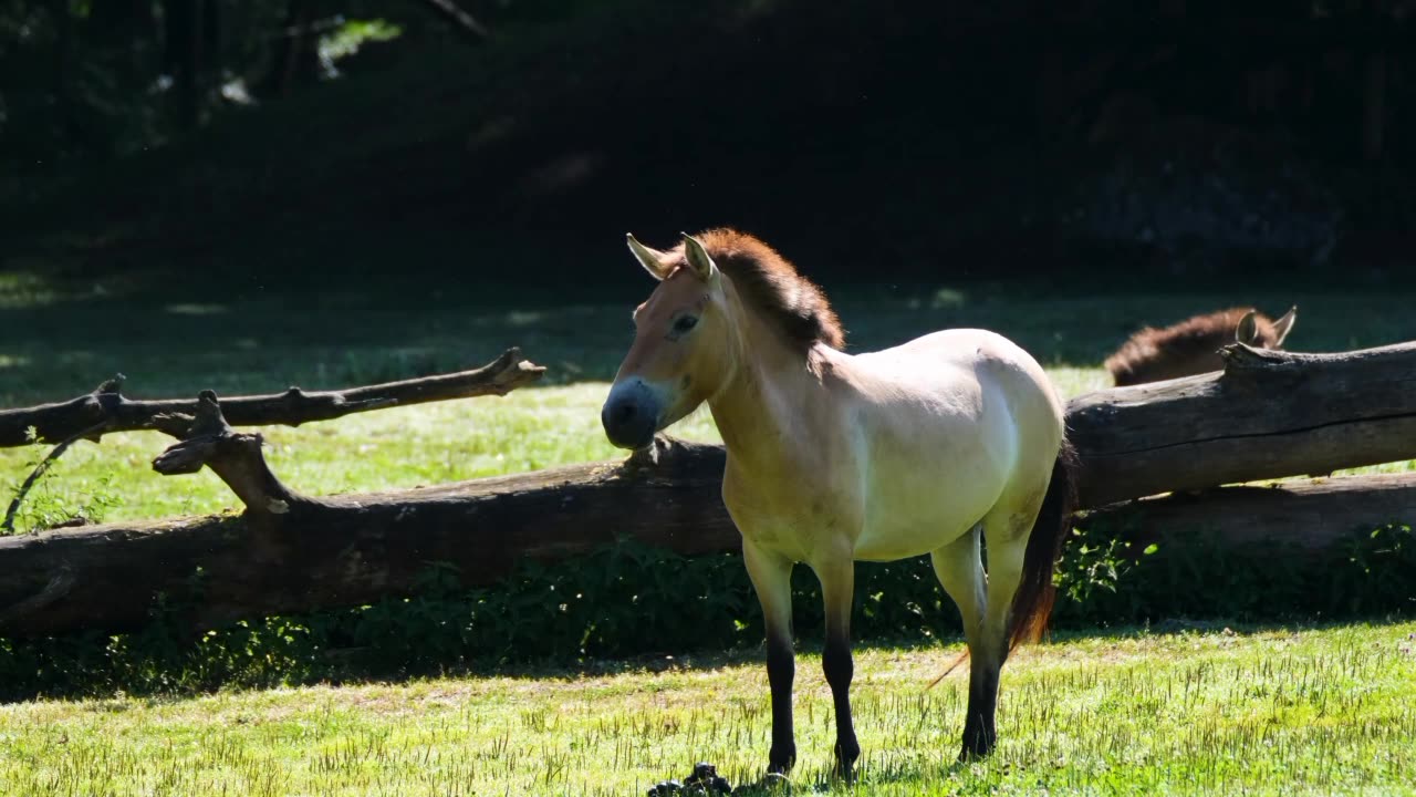 Horse primeval horse backlighting