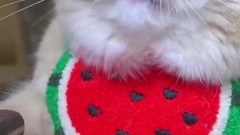 Funny cat #shortvideo #animals #viral #cat #reaction #shortsfeed #cutebaby #viralvideo