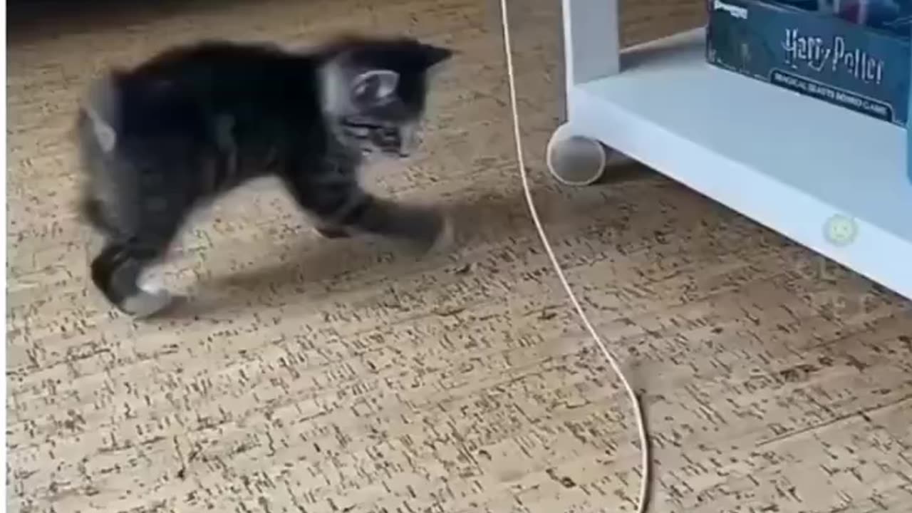 "Funny Cat Compilation: Mischievous Cats in Action"