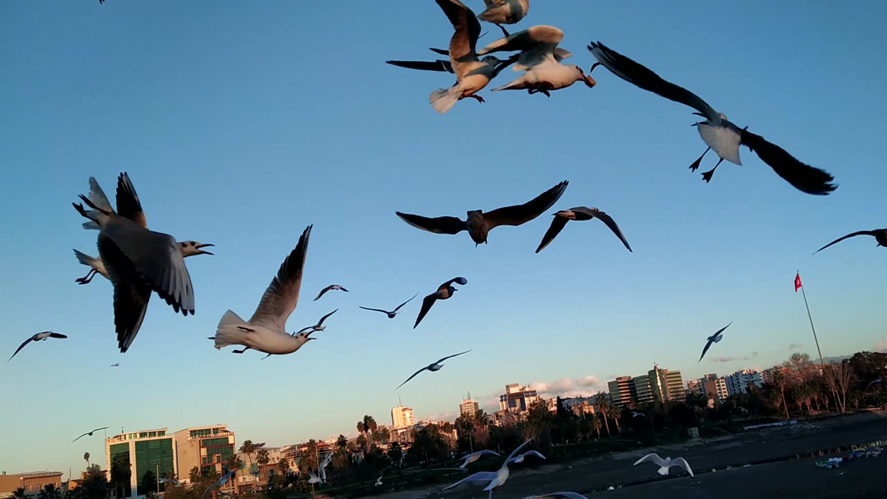 Feeding the birds first thing in the morning