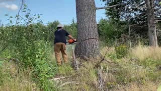 Big Ugly Tree Chopped Down.