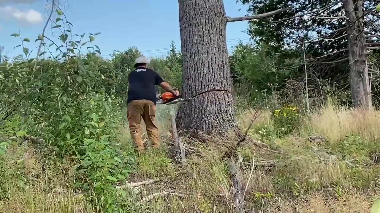 Big Ugly Tree Chopped Down.