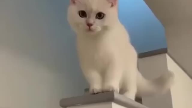 Cute cat Funny cat